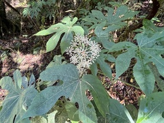 Fatsia polycarpa