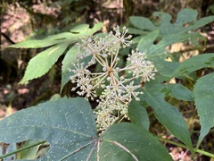 Fatsia polycarpa