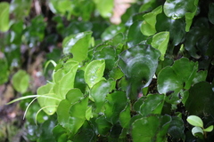 Hymenophyllum nephrophyllum