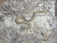 Elapognathus coronatus