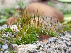 Tortula muralis muralis