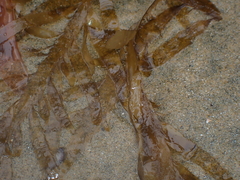 Desmarestia ligulata