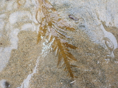 Desmarestia ligulata