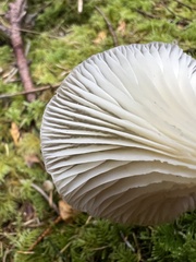 Ampulloclitocybe