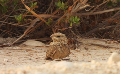 Caprimulgus aegyptius