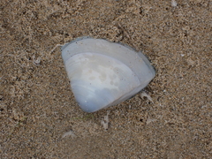 Crassula aequilatera