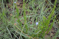 Rotheca