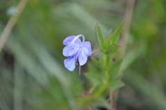 Rotheca
