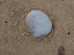 Austrovenus stutchburyi