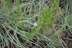 Rotheca