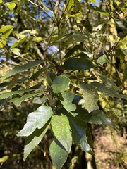 Quercus stenophylloides