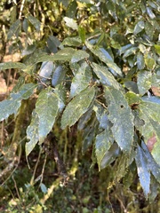 Quercus stenophylloides