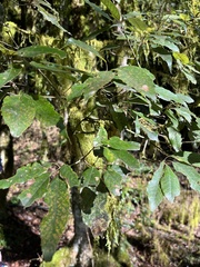 Quercus stenophylloides