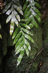 Blechnum colensoi
