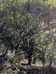 Quercus stenophylloides