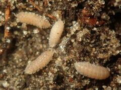 Haplophthalmus danicus