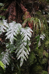 Blechnum colensoi