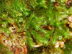 Dendroligotrichum tongariroense