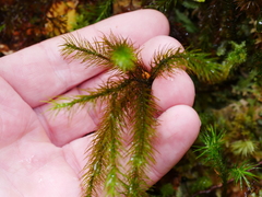 Dendroligotrichum tongariroense