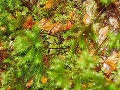 Dendroligotrichum tongariroense