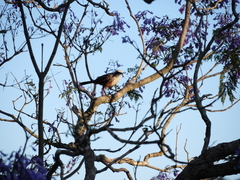 Jacaranda mimosifolia