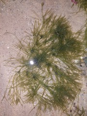 Bryopsis