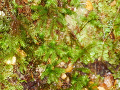 Dendroligotrichum tongariroense