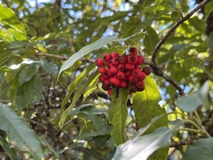 Photinia niitakayamensis