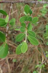 Erythroxylum delagoense