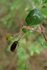 Erythroxylum delagoense