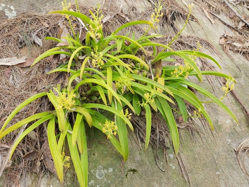 Image of Liparis reflexa by (c) Tim, some rights reserved (CC BY)