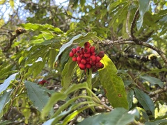 Photinia niitakayamensis