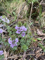 Euphrasia lasianthera