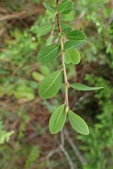 Erythroxylum delagoense