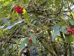 Photinia niitakayamensis