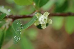 Erythroxylum delagoense