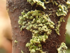 Phaeophyscia orbicularis
