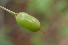 Erythroxylum delagoense