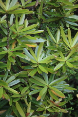 Myrsine salicina