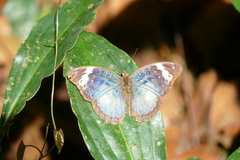 Bebearia severini