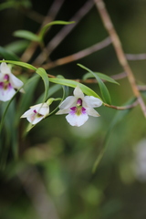 Dendrobium cunninghamii