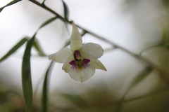 Dendrobium cunninghamii