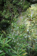 Dendrobium cunninghamii