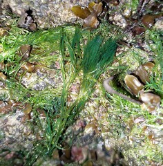 Bryopsis
