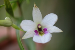 Dendrobium cunninghamii