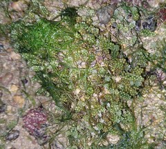 Caulerpa