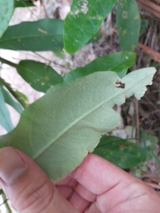 Astrotricha floccosa