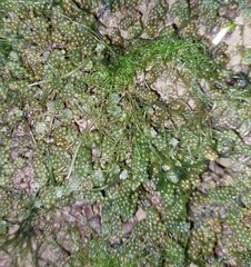 Caulerpa