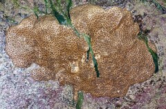 Palythoa tuberculosa