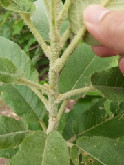 Astrotricha floccosa